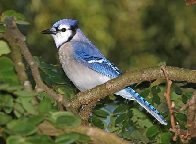 a happy blue jay