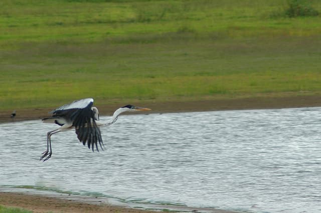 a great blue heron taking flight from the edge of a pond